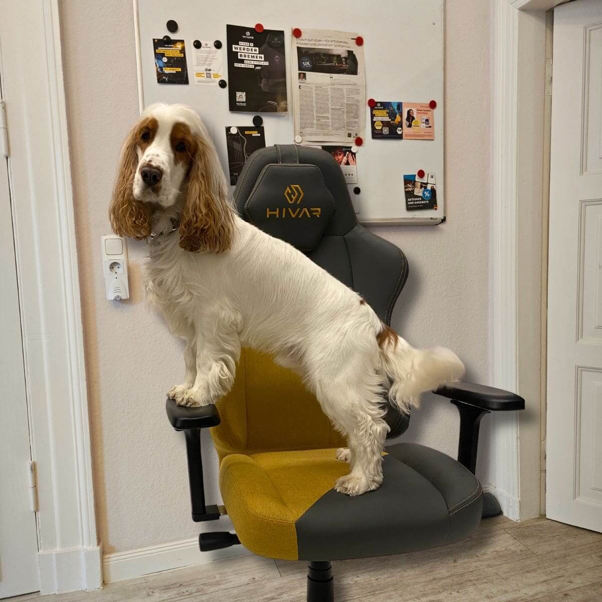 Hund Lazlo im HIVAR Büro – Hund Lazlo sitzt auf einem HIVAR Stuhl in einem Büro-Setting